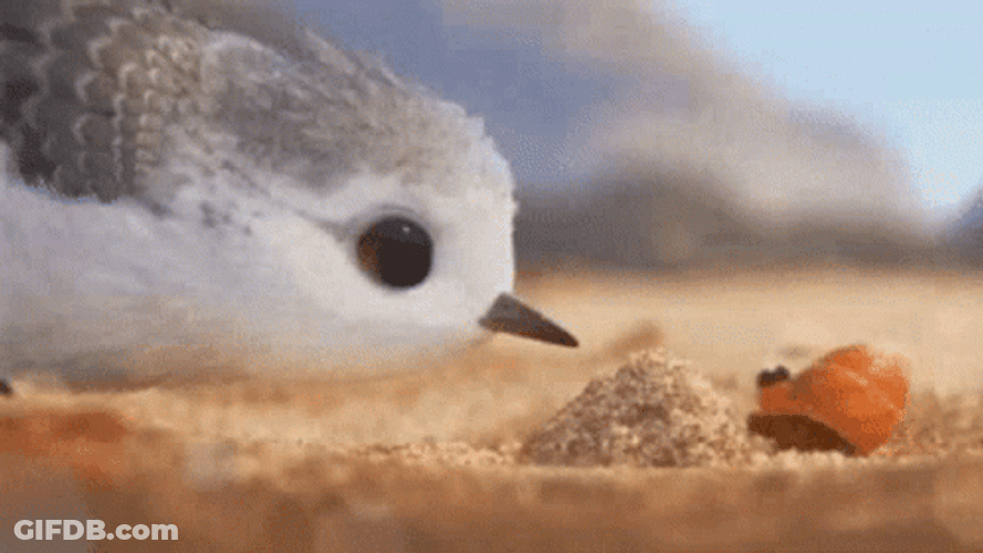 Crab On Bird Boop GIF