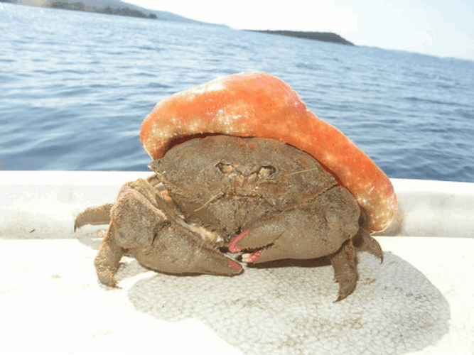 Crab Orange Shell Sparkle GIF