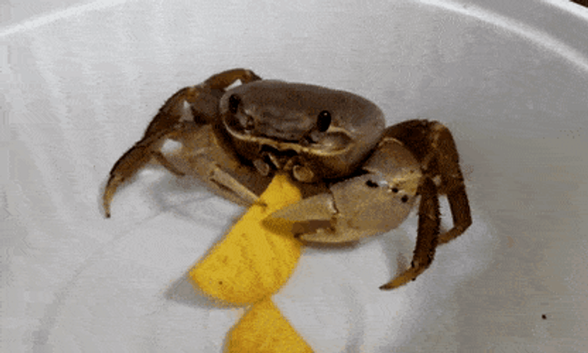 Crab Pet Eating Chips GIF