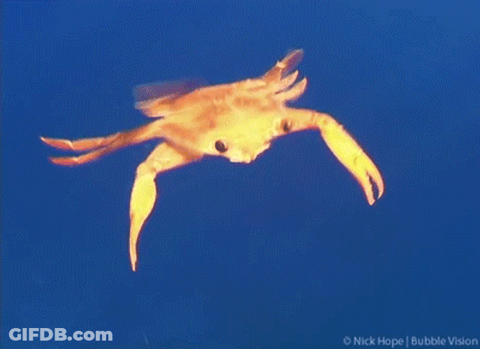 Crab Rave Water Swimming GIF