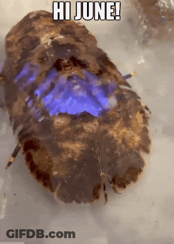 Crab Saying Hi June GIF