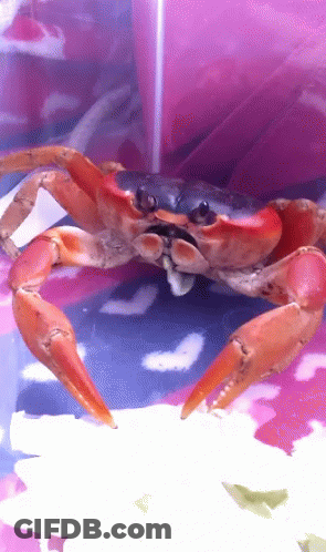 Crab Sitting On Pink And Blue Surface GIF