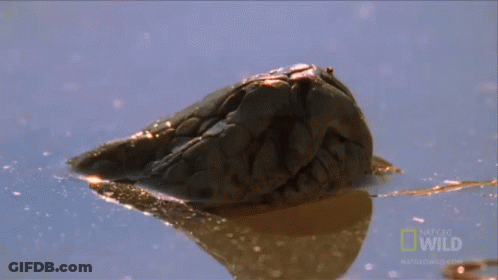Crab Swimming With National Geographic Wild Logo GIF