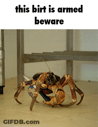 Crab This Birt Is Armed Beware GIF
