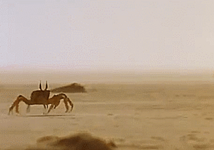 Crab Walk Beach Pile GIF