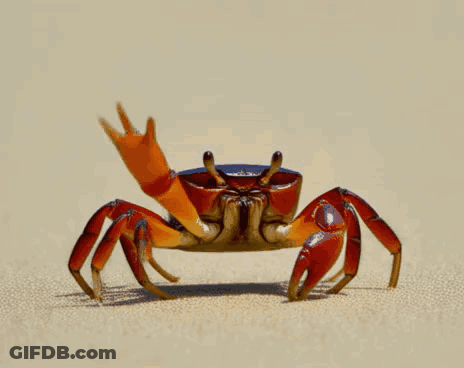 Crab Walking On Sand With Arm Up GIF