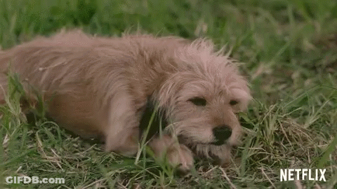 Crawl Careful GIF