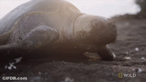 Crawling Sea Turtle Saying Wild GIF