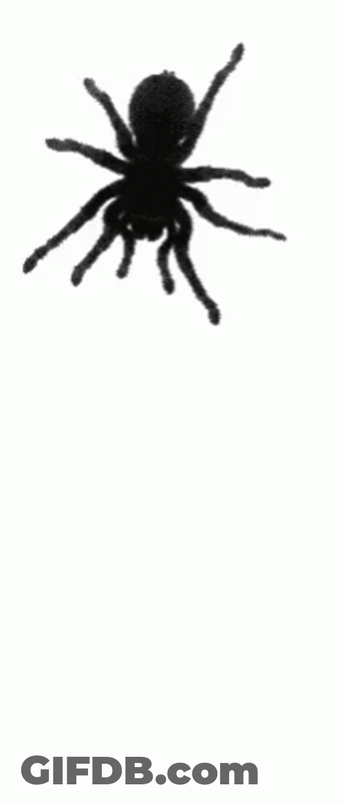 Crawling Spider Jumpscare GIF