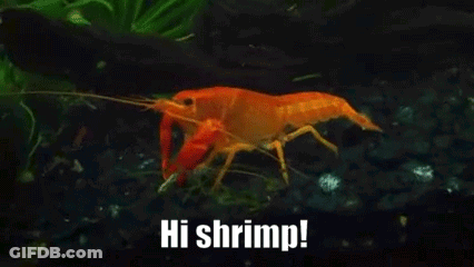Crayfish Swimming In Tank Saying Hi Shrimp GIF