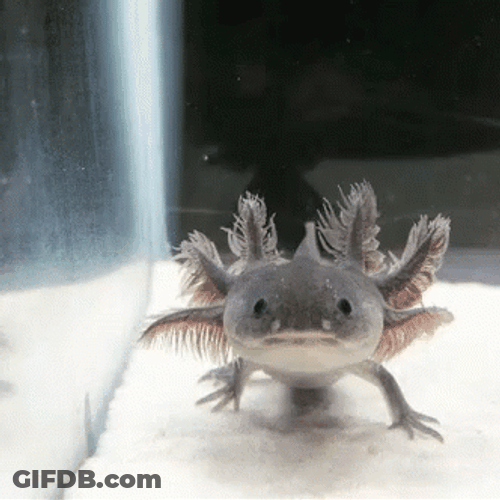Crazy Axolotl Approaching GIF