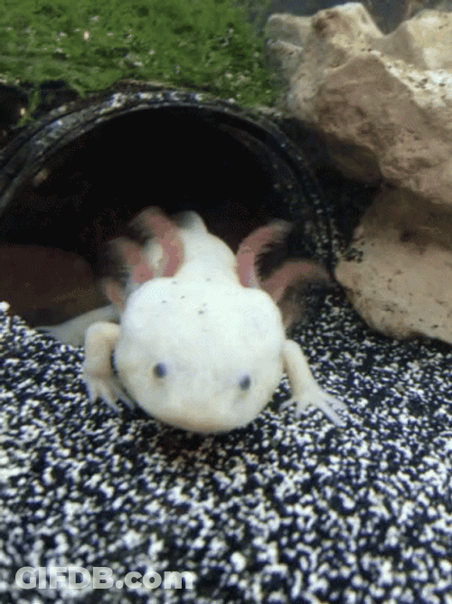 Crazy Axolotl Backing Up GIF