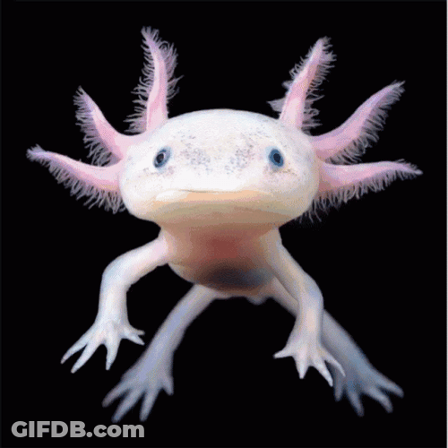 Crazy Axolotl Different Poses GIF