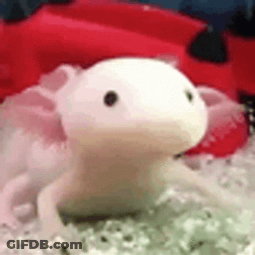 Crazy Axolotl Fell Food GIF