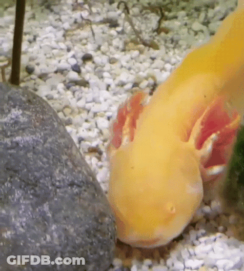 Crazy Axolotl Kissing Yellow Fish GIF