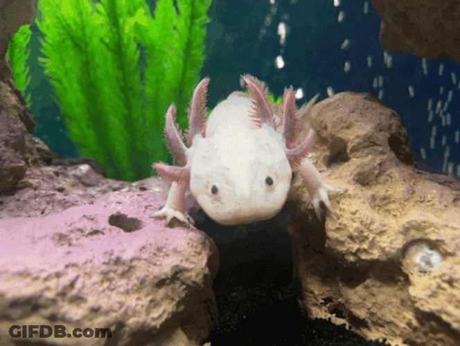 Crazy Axolotl Moving Gills GIF