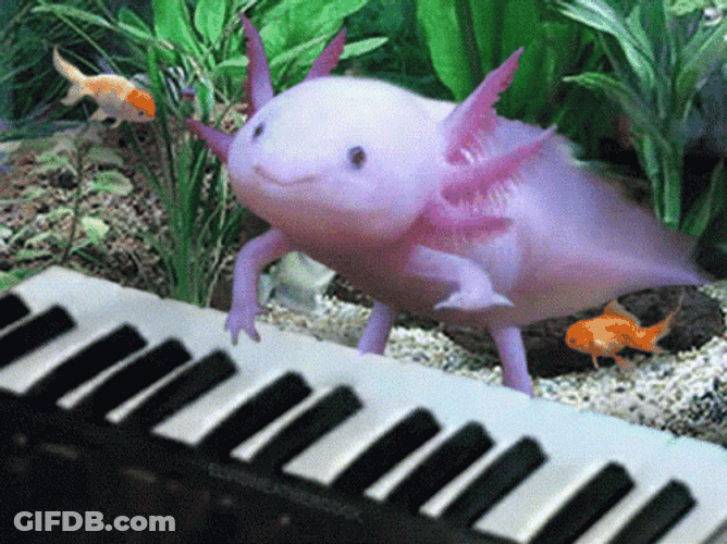 Crazy Axolotl Playing Piano With Fishes GIF