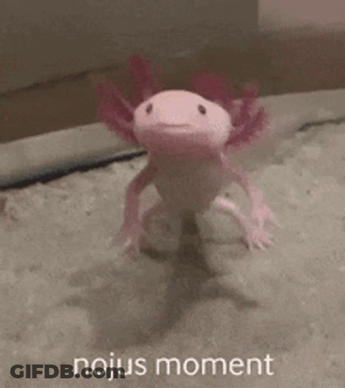 Crazy Axolotl Shock Reaction GIF