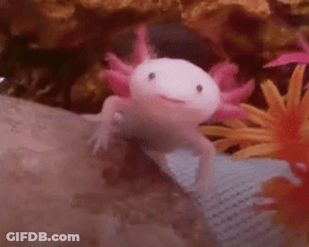 Crazy Axolotl Spreading Gills And Mouth GIF