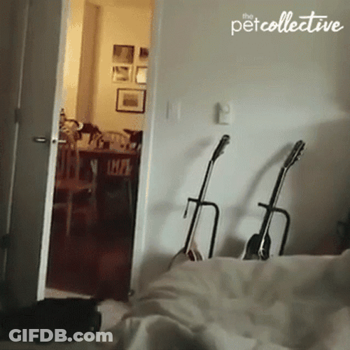 Crazy Cat Backflip Landed GIF