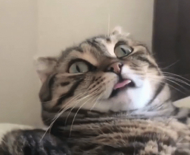 Crazy Cat Blank Stare GIF