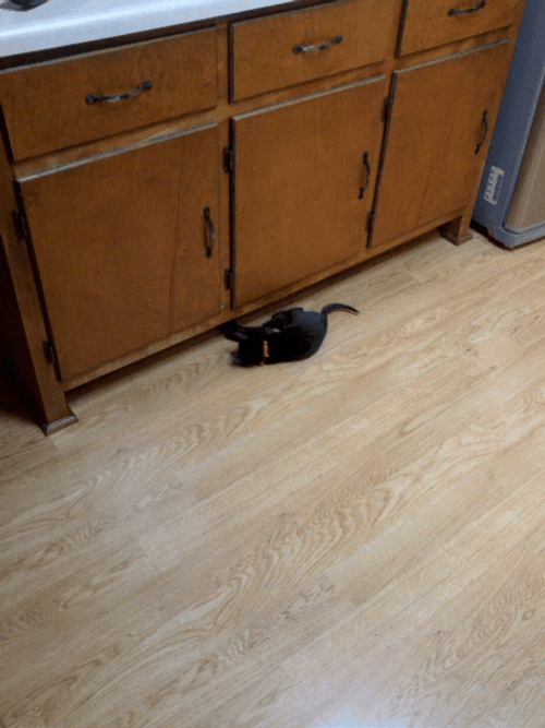 Crazy Cat Chasing A Toy GIF