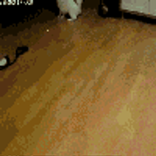 Crazy Cat Chasing Laser Light GIF