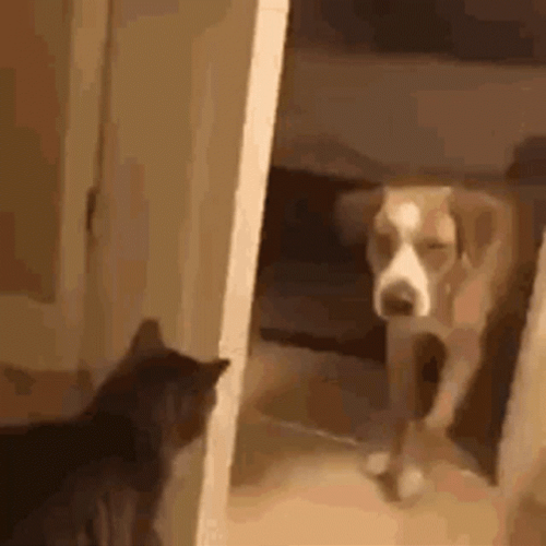 Crazy Cat Closing Door On Dog GIF