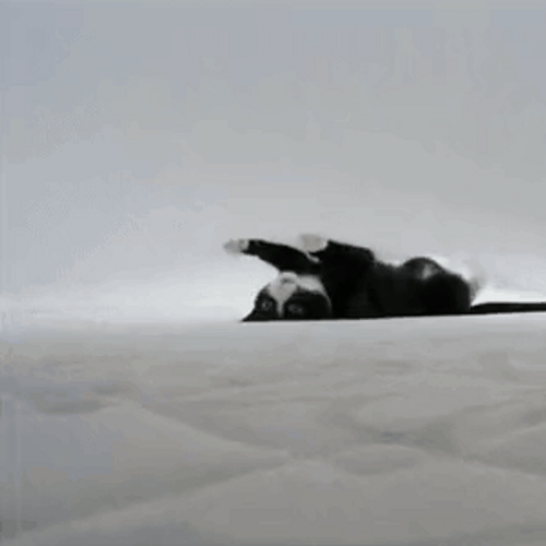 Crazy Cat Crawling Upside Down GIF
