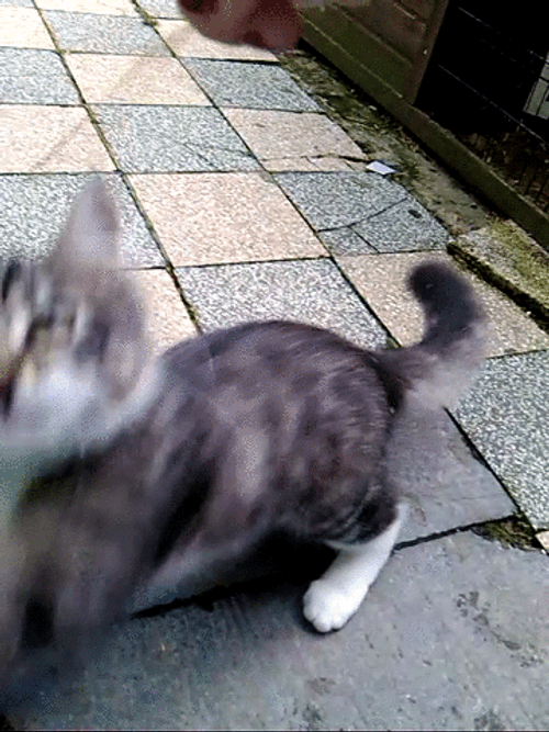 Crazy Cat Distracted By Stick GIF