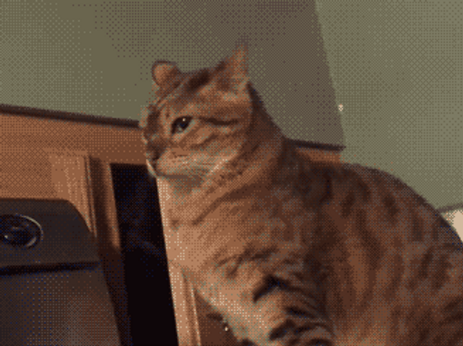 Crazy Cat Doing Sneak Attack GIF