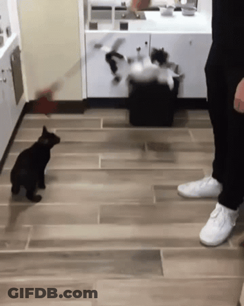 Crazy Cat Falling Inside Trash Bin GIF