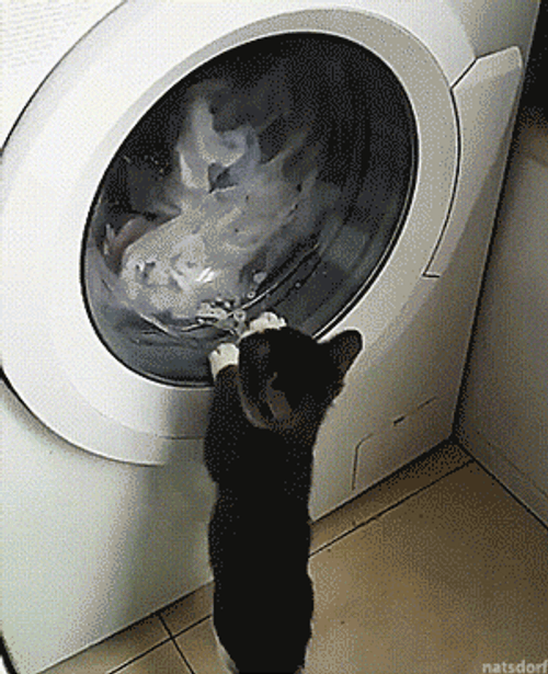Crazy Cat Fighting Washing Machine GIF