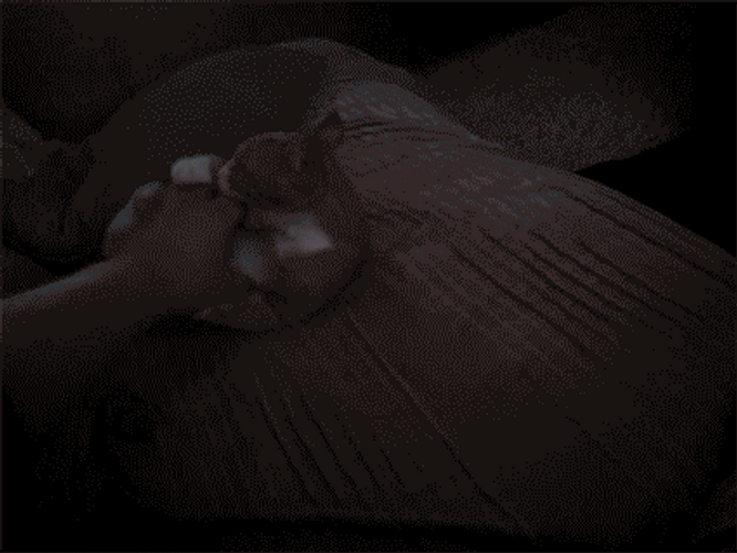 Crazy Cat Fighting With Human Hand GIF