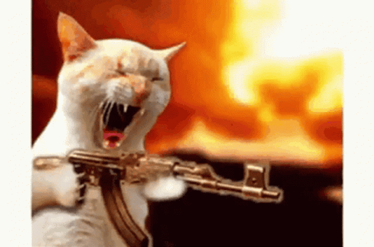 Crazy Cat Firing Gun Meme GIF
