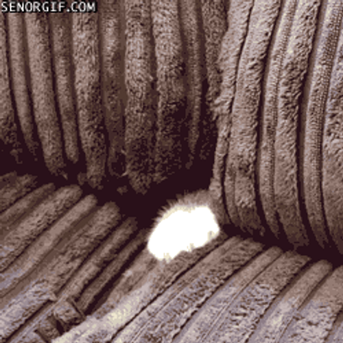 Crazy Cat Hiding In Sofa GIF