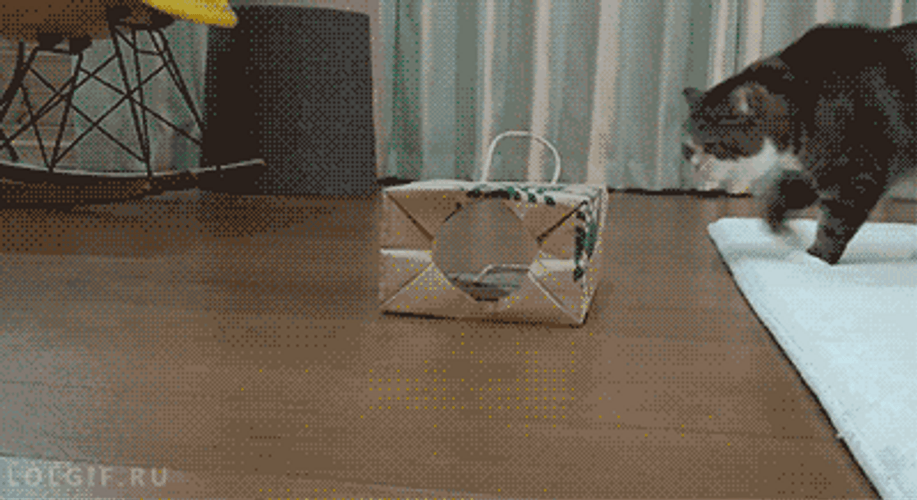 Crazy Cat Inside Paper Bag GIF
