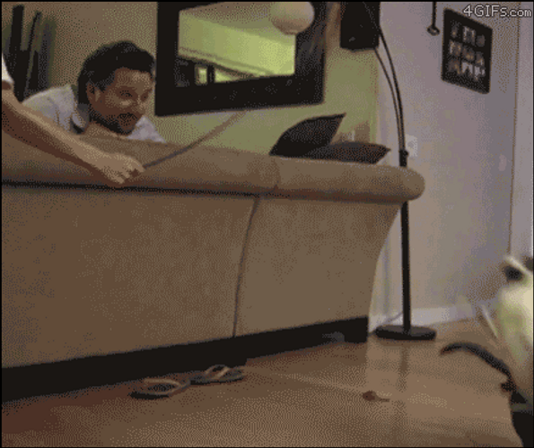 Crazy Cat Kicking Human GIF