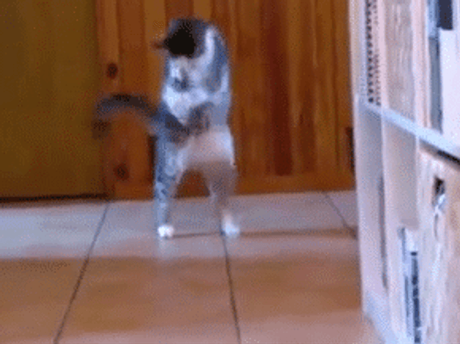 Crazy Cat Moving Weirdly GIF