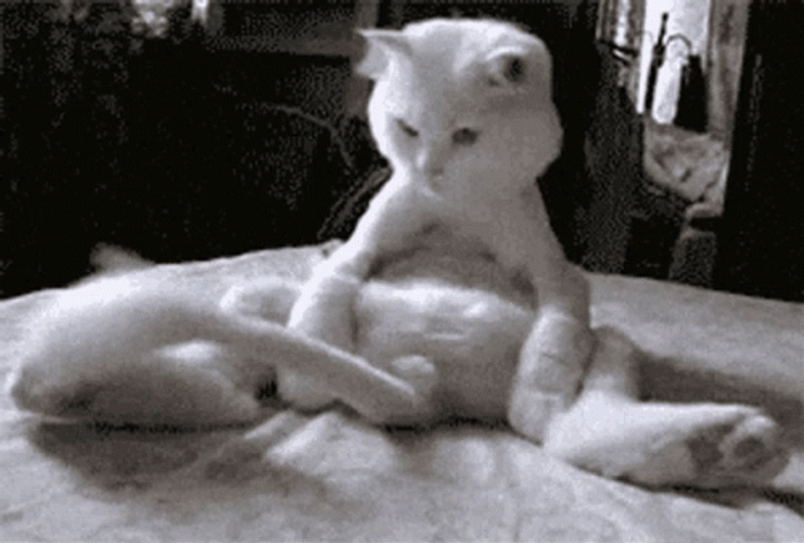 Crazy Cat Playing Own Tail GIF