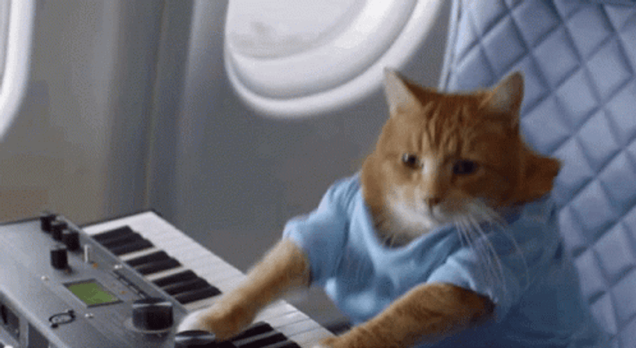 Crazy Cat Playing Piano Meme GIF