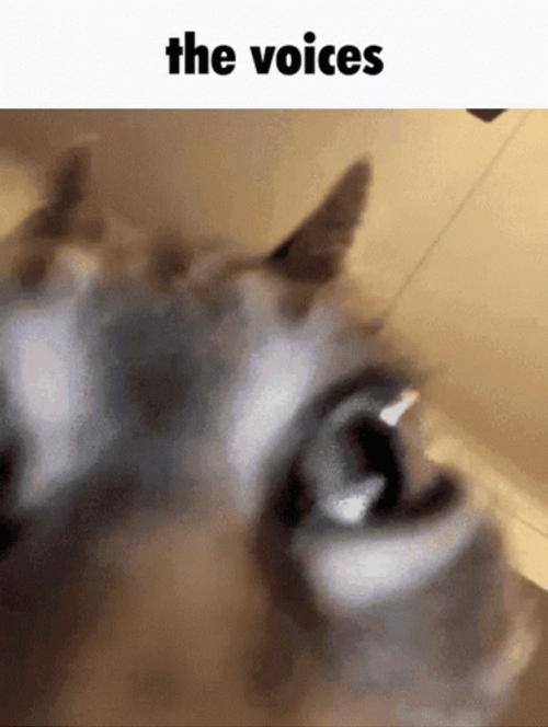 Crazy Cat Reaction To Voices GIF