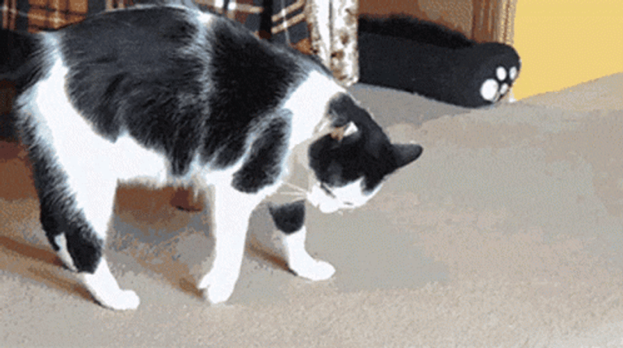 Crazy Cat Rolling Over GIF