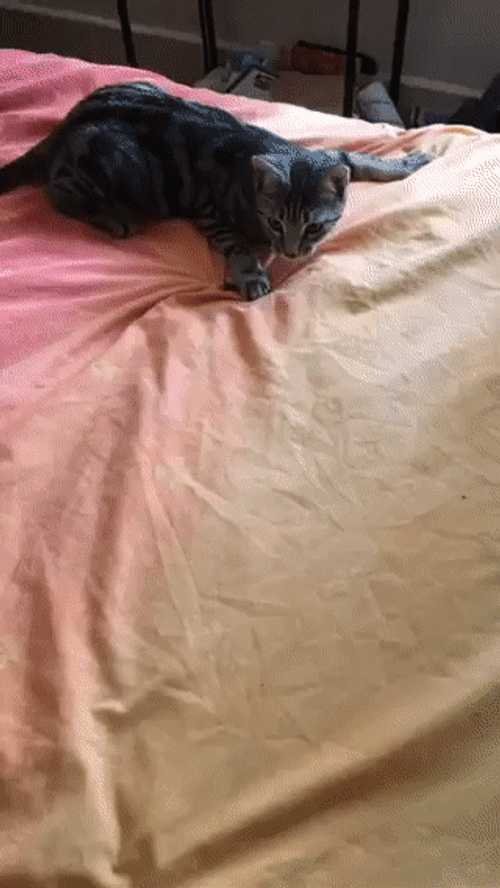 Crazy Cat Running Around GIF