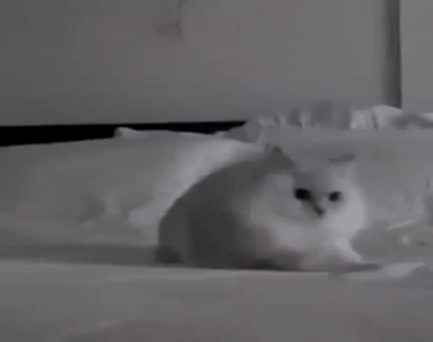 Crazy Cat Running Back And Forth GIF