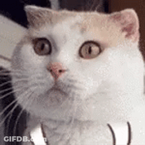 Crazy Cat Smoke Explosion GIF