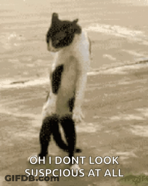 Crazy Cat Strange Fighting Stance GIF