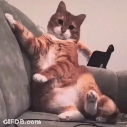 Crazy Cat Uncontrollable Head Shaking GIF