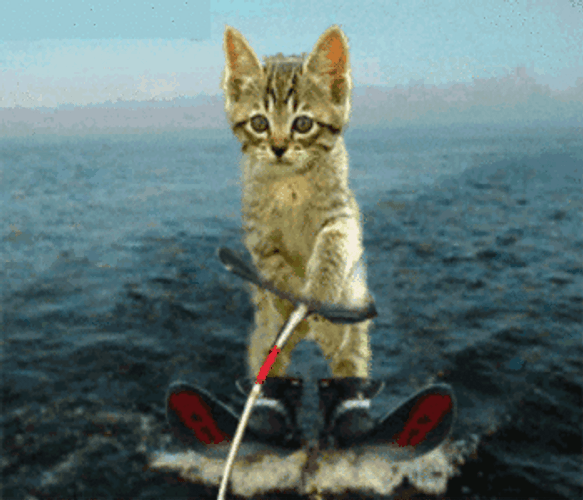 Crazy Cat Water Skiing Meme GIF