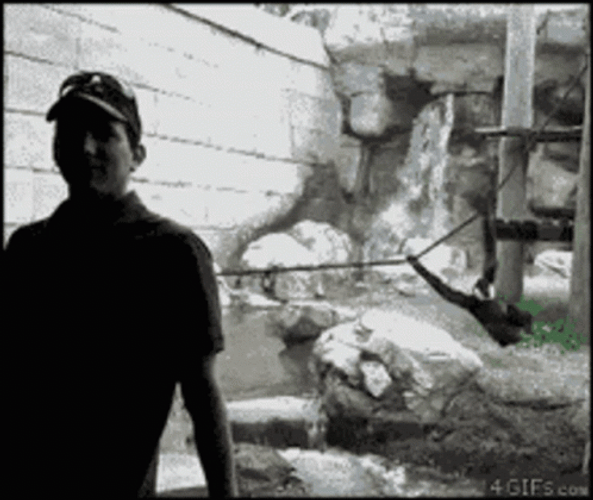 Crazy Chimp Flying Onto Glass GIF